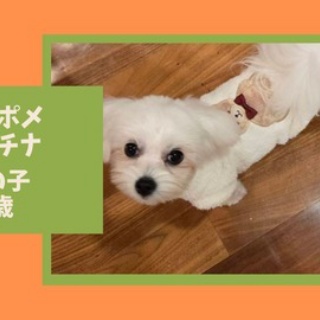 WanWan net🐾ボランティアチーム