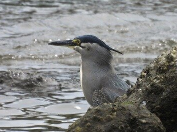  2026年4月21日の野鳥公園