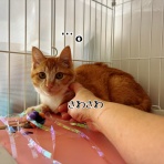 猫とお酒と日々のこと