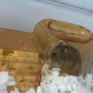 回りすぎるホイールで吹き飛ばされるハムちゃん