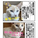 茶系シャムミックス 笹かま猫チャド