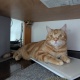猫、かわいい…