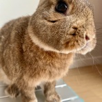 Bunny! Bunny!
