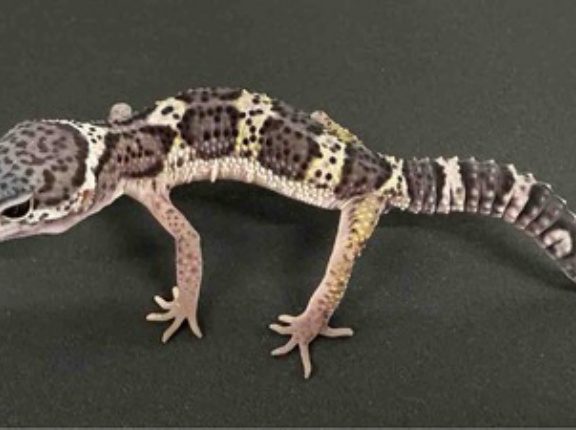 豹紋堂CBレオパ新入荷！