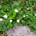 八重の蕺（どくだみ）