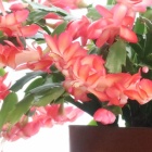 『シャコバサボテン満開です。葉の様子花色の発色具合を考える』の画像