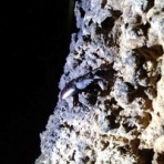 goriさんの雑木林