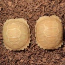 アルビノケヅメ