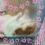 Animal land