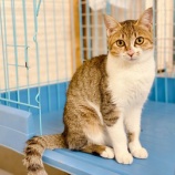 『【猫】3頭の兄弟子猫ちゃん 里親募集を開始しました』の画像