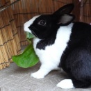 4月26日のあかり＆ナッツ