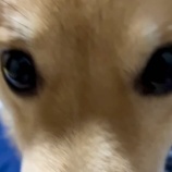 正月に浮気を疑われる猫飼い