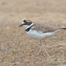 路上のコチドリ Little Ringed Plover