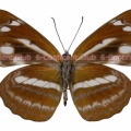 ホリシャミスジ♀ (台湾) Neptis taiwana taiwana