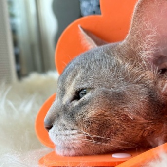 オレンジのお花になってるぼくちん