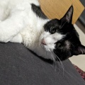 ふゆ君　触られるのが大好き