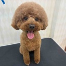 トイプードル　シャンプーカット