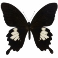タイワンモンキアゲハ♂ (台湾) Papilio nephelus chaonulus
