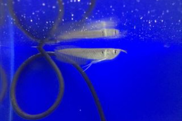 ワンラブ観賞魚部門の入荷情報ブログ ペッツワンカインズホーム蓮田店