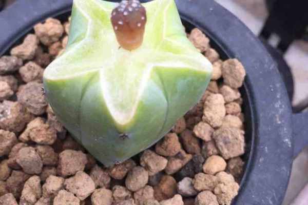 サボテン趣味人の温室 アストロフィツム