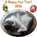 Dandy's Rock'n' Roll Blog