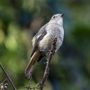 2025/11/15　今日も近くの公園に行って来た