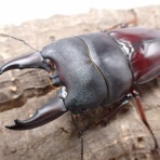 クワガタ備忘録