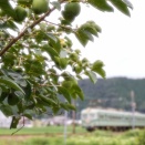 青柿と南海電車