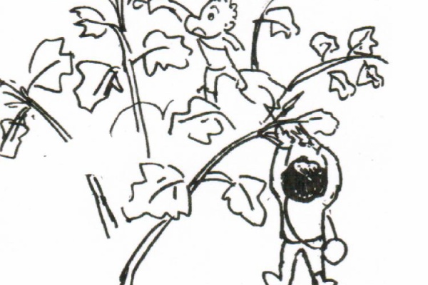 まんぷく農場の農作業日誌 畑の話