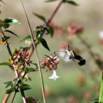 ピンちゃんのママのブログ