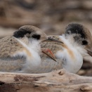 （７月６日 月曜日） コアジサシ幼鳥