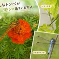 センターハウスも秋を感じる季節になりました。