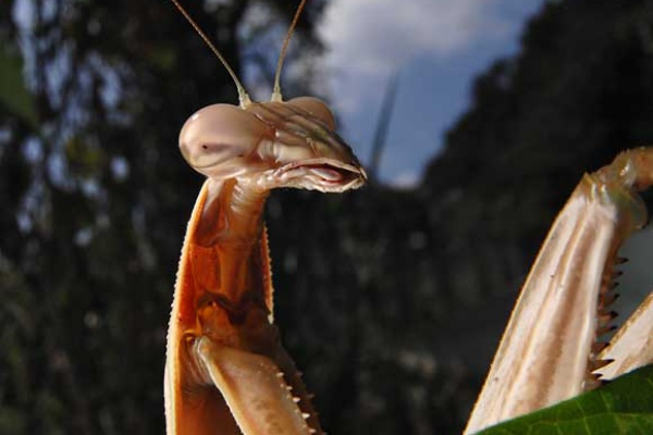 葉毎の虫 カマキリ