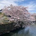 自己紹介🌸