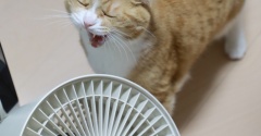 風がうれしい猫。