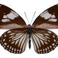 シロモンルリマダラ♀ (ランカウイ) Euploea radamanthus radamanthus