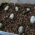 彩の国のChamaleon徒然日記