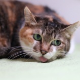 『【里親募集中】日本猫のマッコ』の画像