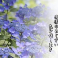 みちのくあじさい園物語り「あじさいになった男、山本武臣氏との出会い」