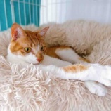 『猫たちの世界②』の画像