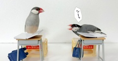 セラの策略（？）