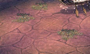 ハーブ祭りだ(･ω･)ﾜｯｼｮｲｗｗｗ