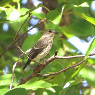 花鳥いろいろ 四季の野鳥