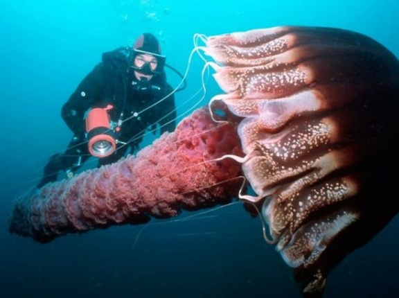 外国人「海が恐ろしくなるヤバい生物を集めてみたｗｗｗｗ」