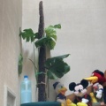 モンステラの管理