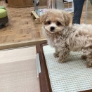 新入生『犬の部🐶』