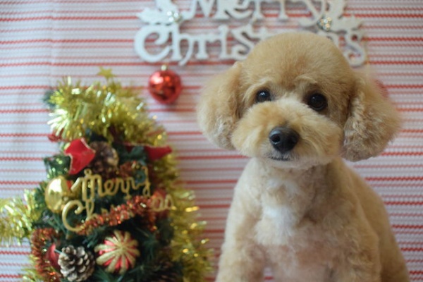 ペットホテルフィルウ光が丘店の日々あれこれ 17年12月