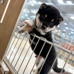 ペットショップワンラブ 浜松市野店のスタッフブログ