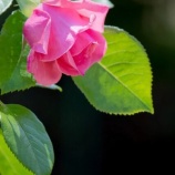 『薔薇のつぼみ』の画像