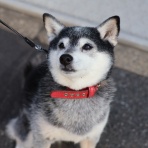 観音裏黄昏備忘録